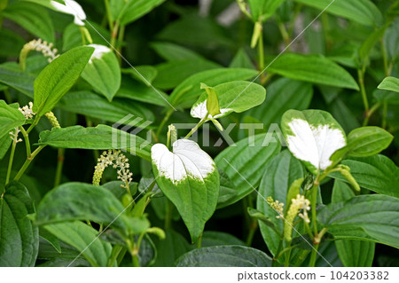 White leaves and flowers of Hangeshou that bloom in the rainy season 104203382