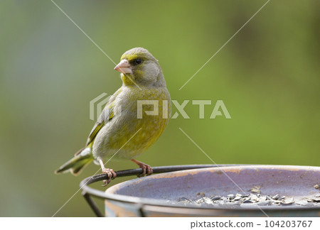 Bird sitting on bird feeder with sunflower seeds. The european greenfinch 104203767