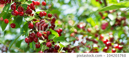 ripe red cherries on a tree ripe red cherries on a tree 104203768