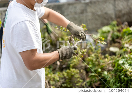 felling garden trees felling garden trees 104204054