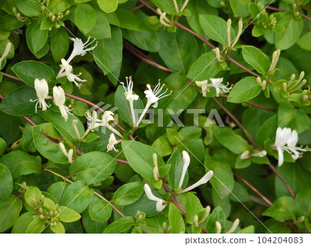 Honeysuckle Flower Honeysuckle Flower 104204083