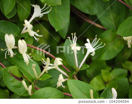 Honeysuckle Flower Honeysuckle Flower 104204084