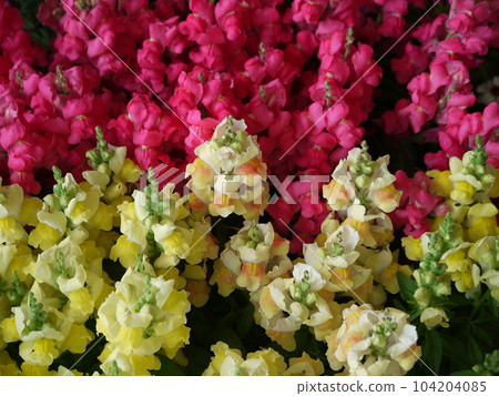 Red and yellow snapdragon flowers Red and yellow snapdragon flowers 104204085