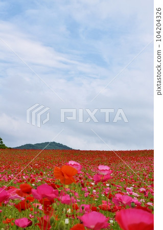 藍天和天空罌粟埼玉 藍天和天空罌粟埼玉 104204326
