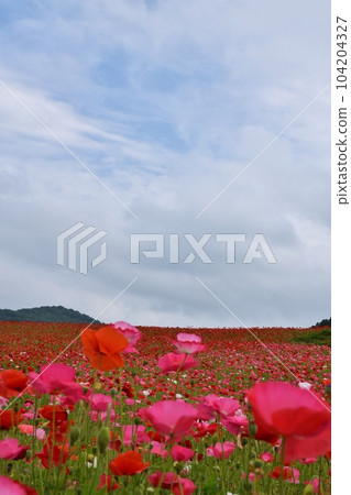 藍天和天空罌粟埼玉 藍天和天空罌粟埼玉 104204327