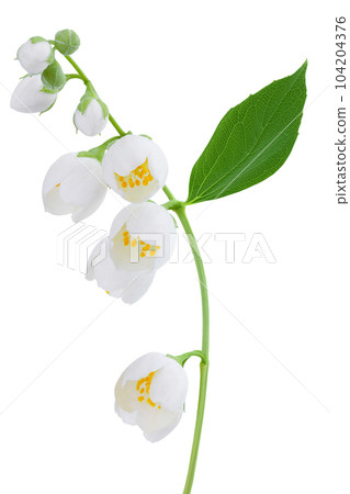 Jasmine flowers isolated on white background with full depth of field 104204376