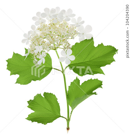 Viburnum flower isolated on a white background 104204390