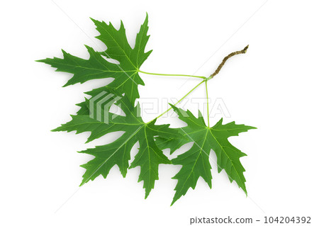 Silver maple leaf isolated on a white background. Top view. Flat lay 104204392
