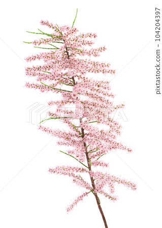 branch of tamarix isolated on white background with full depth of field 104204397