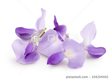 Wisteria flowers isolated on white background with full depth of field 104204402
