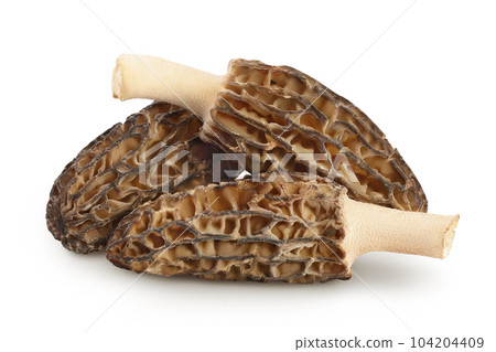 raw morel mushroom isolated on white background with full depth of field 104204409