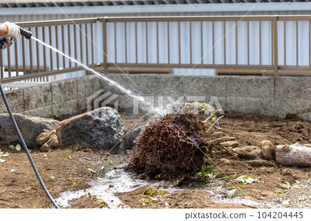felling garden trees felling garden trees 104204445
