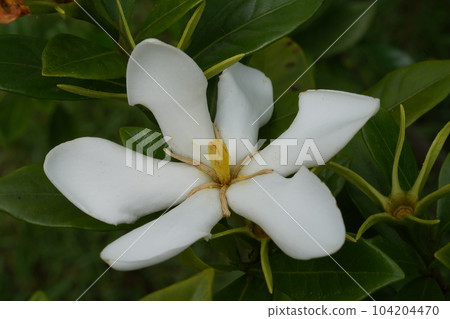 Gardenia's white flowers Gardenia's white flowers 104204470