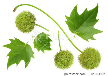 fruit and leaves of sycamore plane tree isolated on white bacground. Top view. Flat lay fruit and leaves of sycamore plane tree isolated on white bacground. Top view. Flat lay 104204494