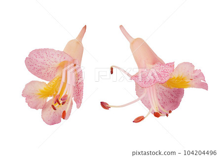 Aesculus x carnea or red horse chestnut isolated on white background. Top view. Flat lay 104204496