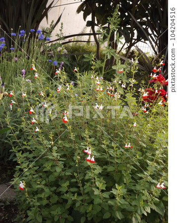 Cute small pink flowers are cherry sage Cute small pink flowers are cherry sage 104204516