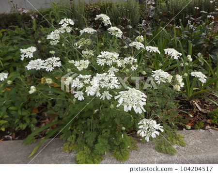 Like lace, the white flowers are Orlea flowers 104204517