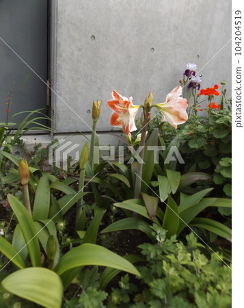 孤挺花大白花,帶紅色邊框 孤挺花大白花,帶紅色邊框 104204519
