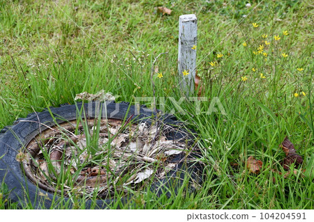 躺在草地上的生鏽輪胎,開著黃色的花 躺在草地上的生鏽輪胎,開著黃色的花 104204591