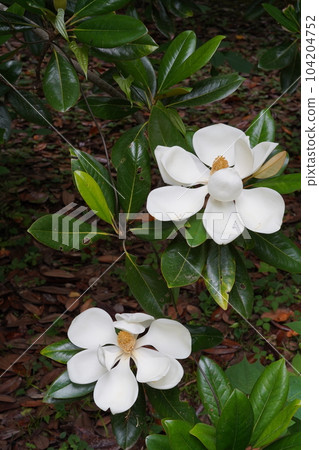 Thai sanbok 104204752