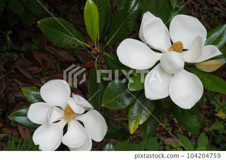 Thai sanbok Thai sanbok 104204759