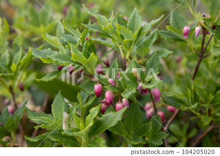 Salasa Doudin Salasa Doudin 104205020