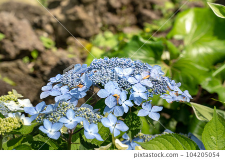 hydrangea plant flower hydrangea flower アジサイ あじさい hydrangea plant flower hydrangea flower アジサイ あじさい 104205054