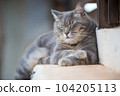 gray cat lying in the garden 104205113