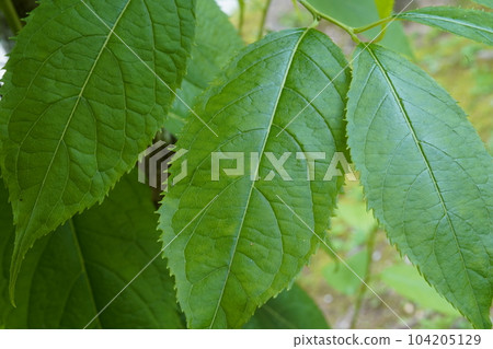 Eucommia ulmoides leaves and bark Eucommia ulmoides leaves and bark 104205129