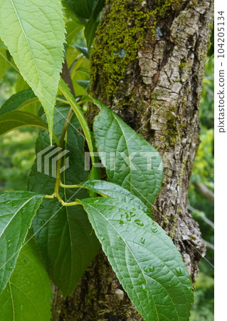 Eucommia ulmoides leaves and bark 104205134