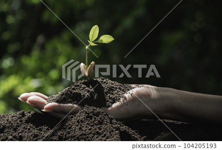 Gardener applying fertilizer plant food to soil for vegetable garden. Agriculture industry, development, economy and Investment growth concept. Gardener applying fertilizer plant food to soil for vegetable garden. Agriculture industry, development, economy and Investment growth concept. 104205193
