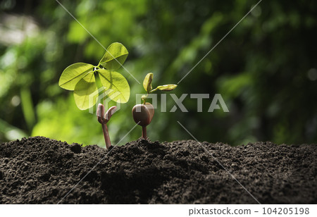 Gardener applying fertilizer plant food to soil for vegetable garden. Agriculture industry, development, economy and Investment growth concept. Gardener applying fertilizer plant food to soil for vegetable garden. Agriculture industry, development, economy and Investment growth concept. 104205198