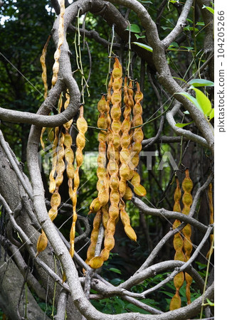Ox-eye beans fruit Ox-eye beans fruit 104205266