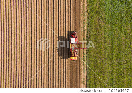 Farmers harvested potatoes 104205697