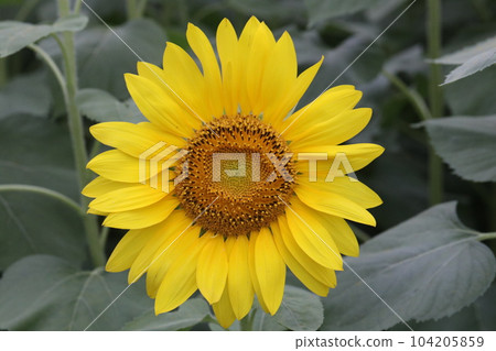sunflower	 104205859