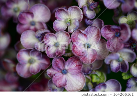 野市的繡球花 104206161