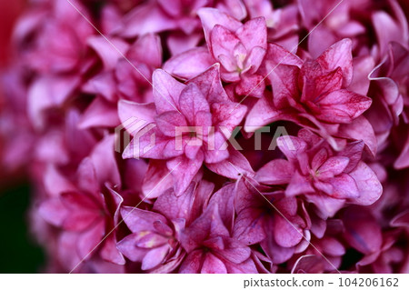 野市的繡球花 104206162