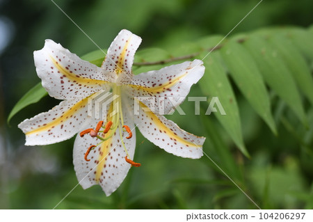 lily 12 lily 12 104206297