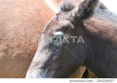 Cold horse 104206427