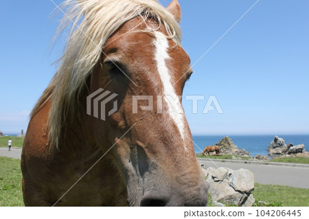 Cold horse Cold horse 104206445