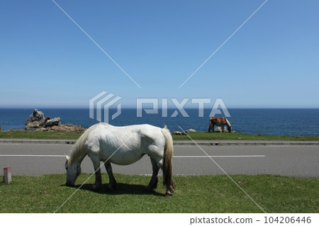Cold horse 104206446