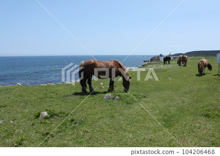 Cold horse Cold horse 104206468