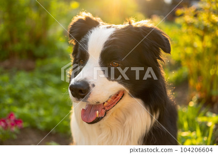 Outdoor portrait of cute smiling puppy border collie sitting on park background. Little dog with funny face in sunny summer day outdoors. Pet care and funny animals life concept Outdoor portrait of cute smiling puppy border collie sitting on park background. Little dog with funny face in sunny summer day outdoors. Pet care and funny animals life concept 104206604