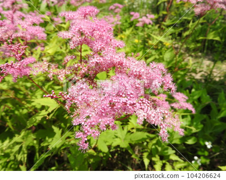 Perennial "Kyokanoko" that looks good in a Japanese garden 104206624