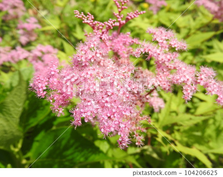 Perennial "Kyokanoko" that looks good in a Japanese garden 104206625
