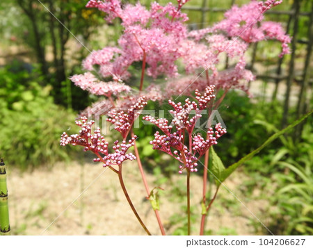 ``Kyoukanoko'', a perennial that looks good in a Japanese-style garden: Tsubomi 104206627