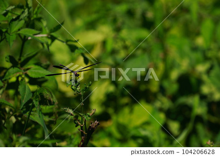 Hagorotorbo Hagorotorbo 104206628