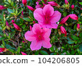Satsuki azalea _ azalea _ azalea _ flower 104206805