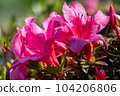 Satsuki azalea _ azalea _ azalea _ flower 104206806