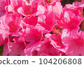 Satsuki azalea _ azalea _ azalea _ flower 104206808